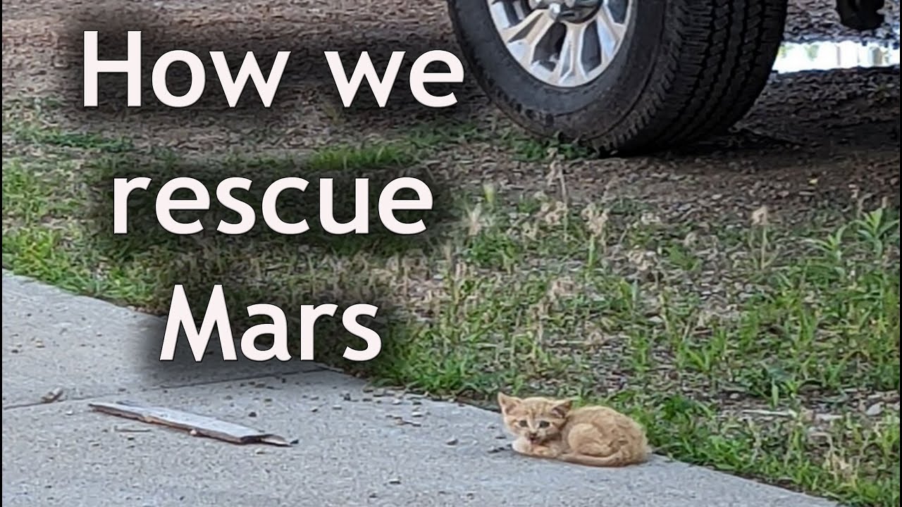 How we Rescue Cat Mars! - YouTube