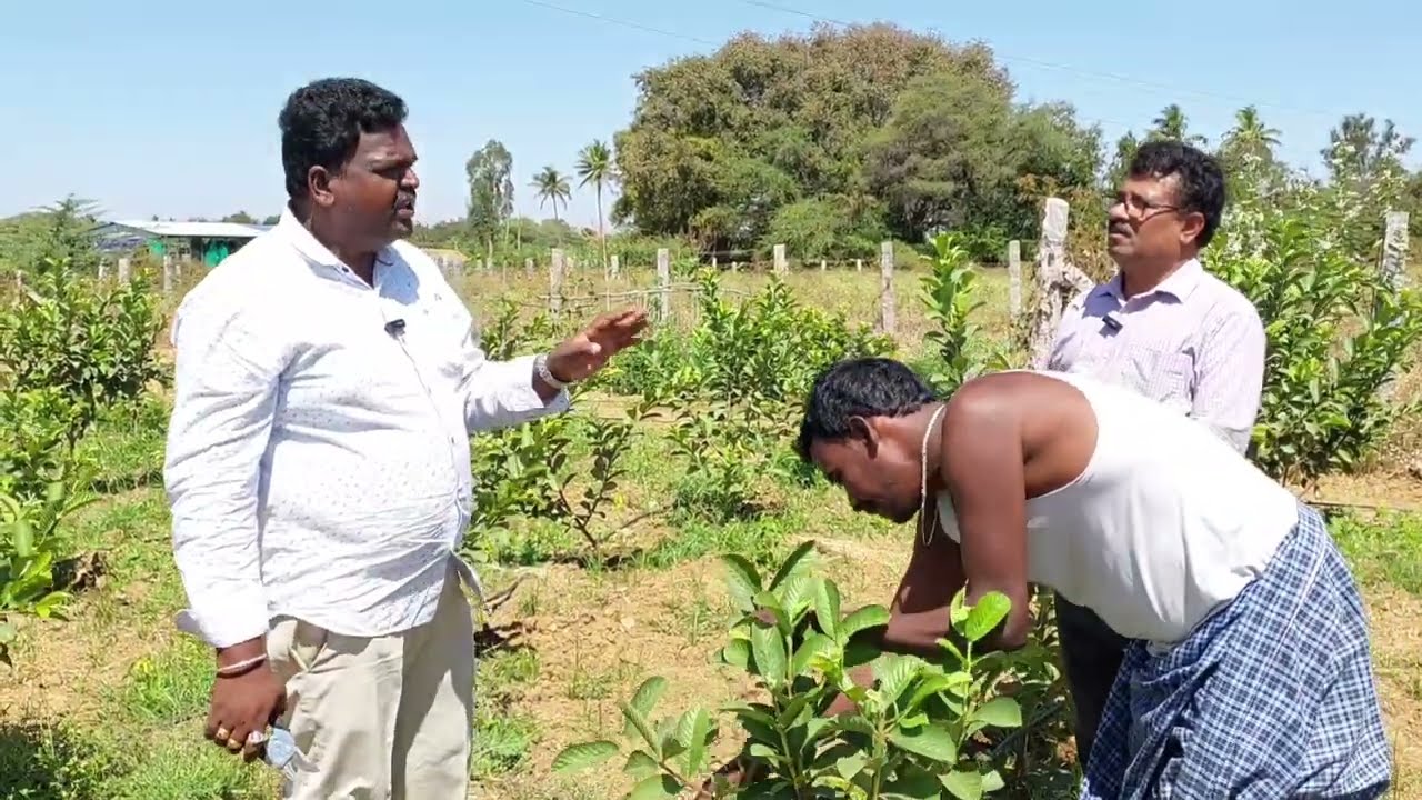ಜಪಾನೀಸ್ ರೆಡ್ ಡೈಮೊಂಡ್ ಸೀಬೆ Japanese Red Daimond seedless guava plantation successful at Karnataka