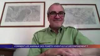 Yvelines | Comment les animaux des forêts vivent-ils le déconfinement ?