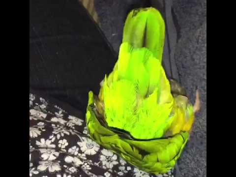 lady marmalade lyrics Mr Nibbs being derpy!