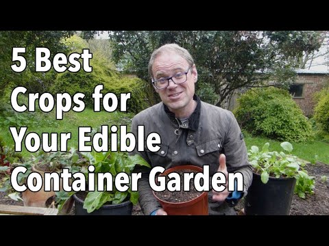 5 Best Crops for Your Edible Container Garden