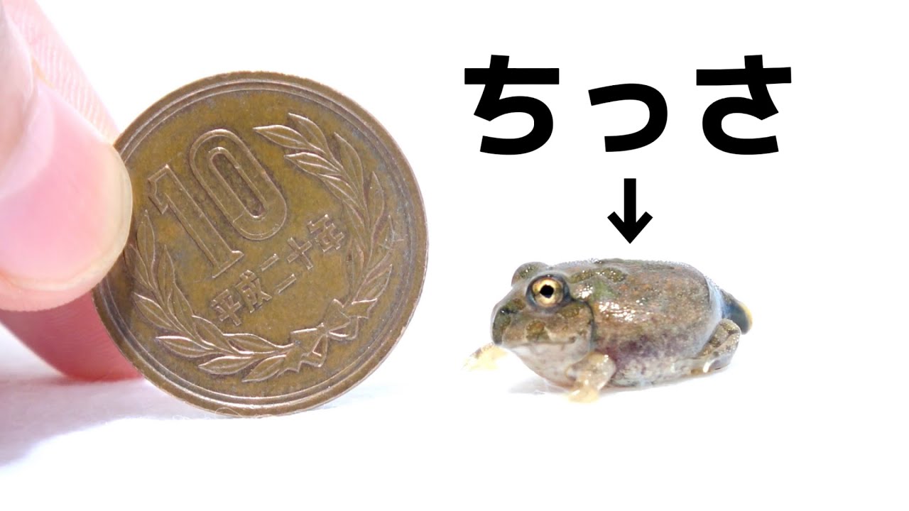 新年早々チャコガエルの赤ちゃん20匹も増えちゃった。