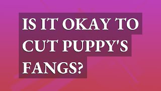 Is it okay to cut puppy's fangs?