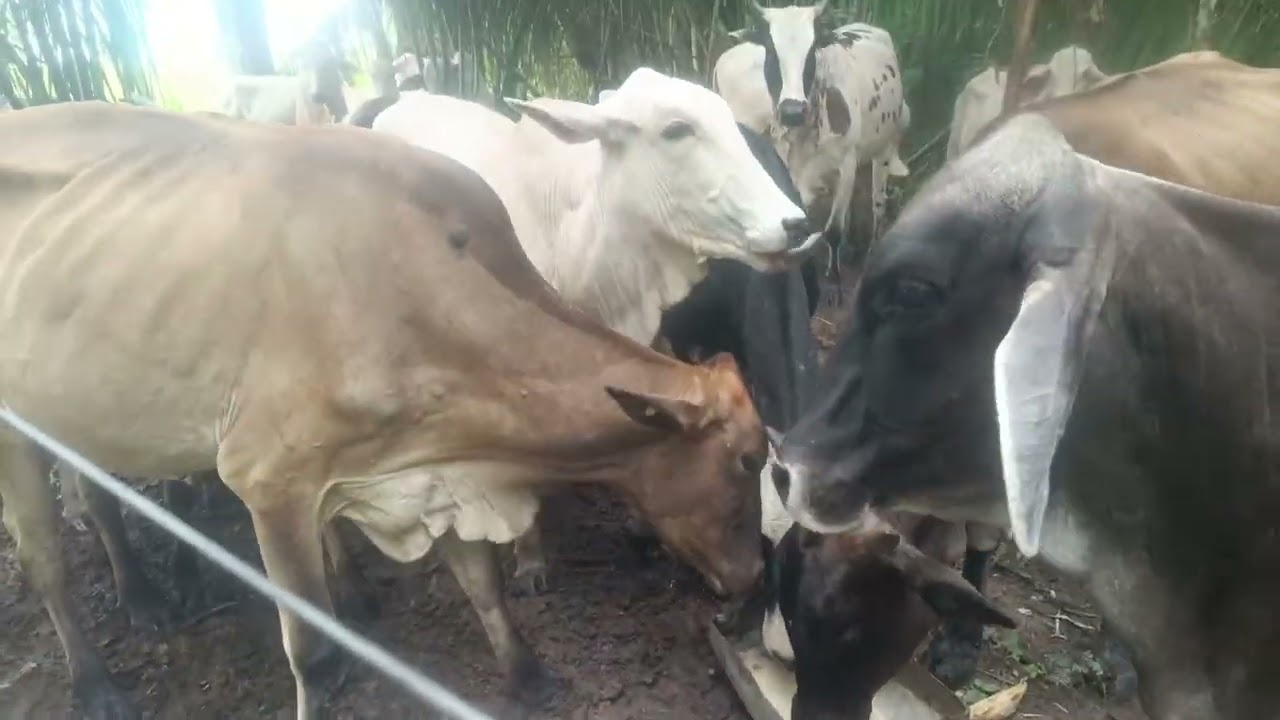 Fomos olhar o gado e da ração 