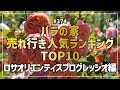 #374 バラの家売れ行き人気ランキングTOP10 ロサオリエンティスプログレッシオ編