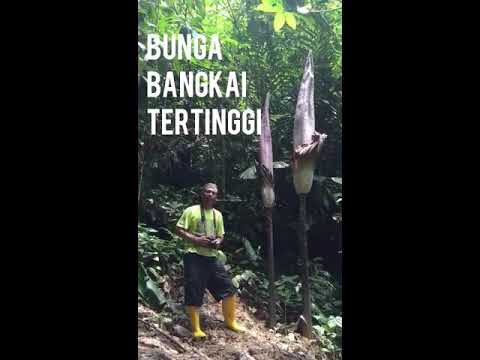 Bunga Bangkai Tertinggi di Dunia ada di Riau - video dari BBKSDA Riau - YouTube