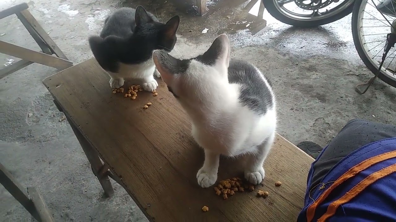 Memberi Makan Anak Kucing Jalanan beda Ibu YouTube