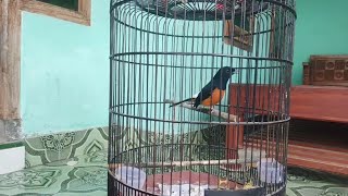 dengan cara ini!! 4-5 BULAN MURAI BATU BISA GACOR