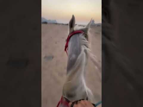 تصوير من فوق الخيل كأنك راكب خيل خيل خيل عربي اصيل