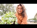 NEVER buy these started plants (and other fall gardening tips and chat) | VLOG