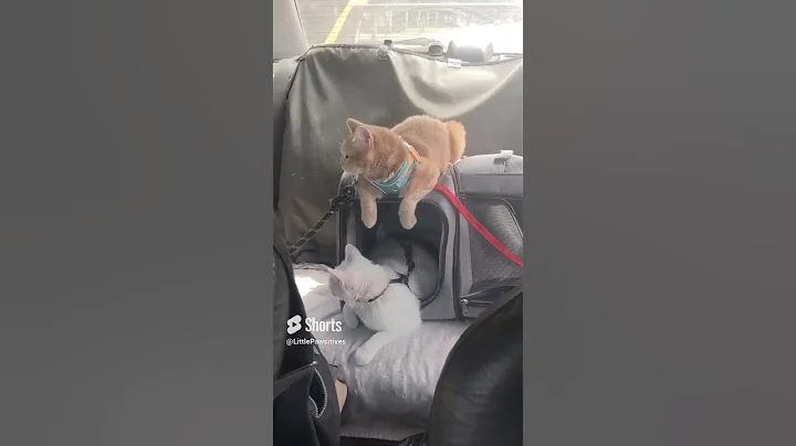 Video 2024671: cream tabby cat, tabby cat white, rescue