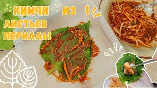 видео: Корейское Кимчи из Листьев Периллы (Кеннип Кимчи) Рецепт Perilla Leaves Kimchi Recipe 깻잎김치 만들기 картинка: Корейское Кимчи из Листьев Периллы (Кеннип Кимчи) Рецепт Perilla Leaves Kimchi Recipe 깻잎김치 만들기