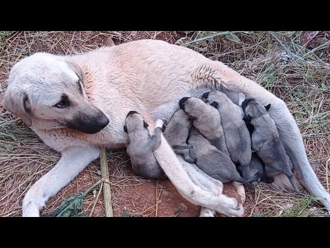 Video: Köpek Egzama için Doğal Çözüm
