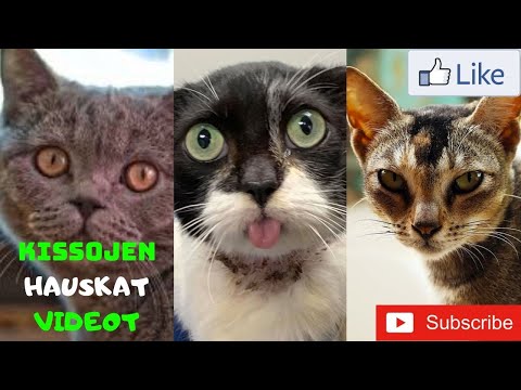 Video: Kissojen Sylkirauhasen Turvotus