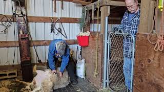 Spring Sheep Shearing in Idaho - March 27, 2026