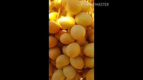 سورة الفاتحة بصوت القاريء محمد كمال