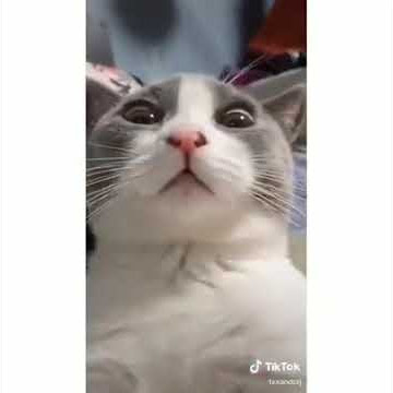 Status wa lucu: Saat pacar chat ngebet kangen...