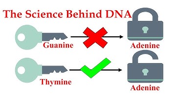 DNA: The Building Blocks Of Life