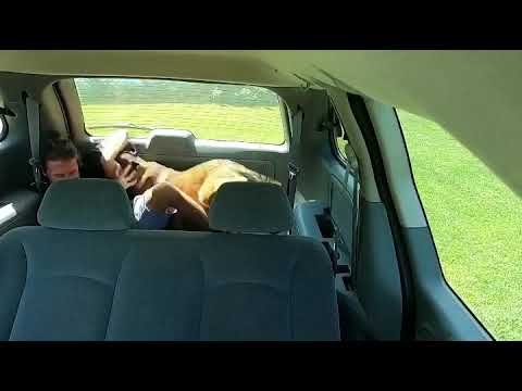Police K-9 Tripp muzzle fighting
