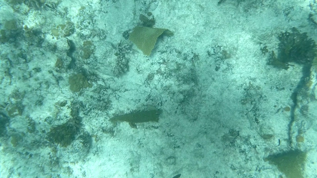 snorkeling in boracay Amazing Cuttlefish Encounter While Snorkeling in Grand Cayman - 3 Minutes Into Video