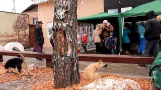 Ярмарка бездомных животных в старой Коломне Ярмарка бездомных животных в старой Коломне