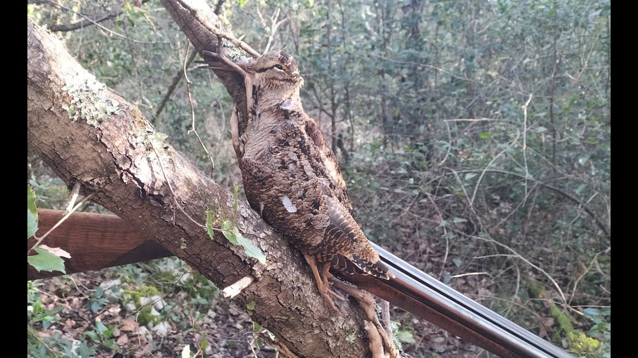 Chasse à la bécasse - setter anglais - Vidéo N°11