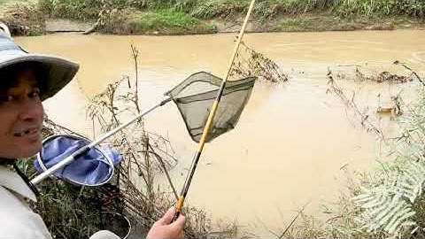 Câu cá đập tràng / cá rô phi , Dảnh , thác lác