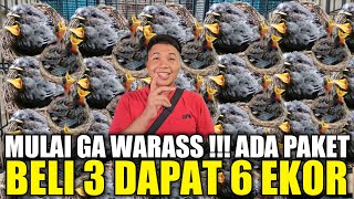 AKHIRNYA TERJADI ! BANJIR BURUNG LOLOHAN HARI INI DIKIOS SIGIT PASAR BURUNG PRAMUKA LEBIH MENGGODA