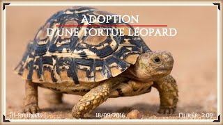 ADOPTION D'UNE TORTUE LÉOPARD - Stigmochelys pardalis.