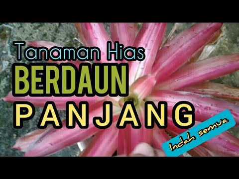 Video: Doronicum Berdaun Panjang