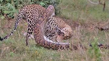 Python Too Aggressive, Leopard Cub Can