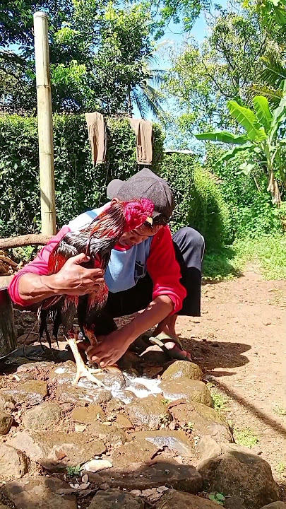 Memandikan ayam bangkok!!
