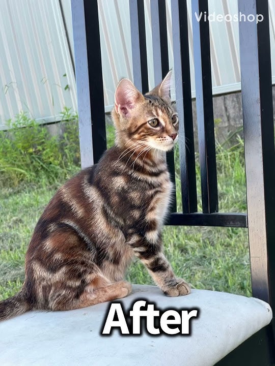 Kitten to cat supper fast time lapse