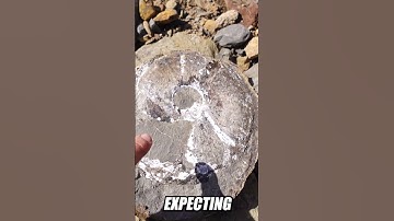 I Can’t Believe This Was Just Laying On The Beach!