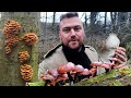 Wer im Winter keine Pilze sammelt, verpasst was! Speisepilze des Waldes in der kalten Jahreszeit