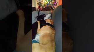 German Shepherd Puppy & Redbone Coonhound Lab Mix Playing (Dec 2019) #gsd #shorts #shortvideo #dog