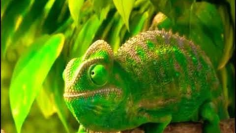 Funny cartoon - Chameleon (Animation)
