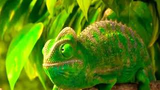 Funny cartoon - Chameleon (Animation)