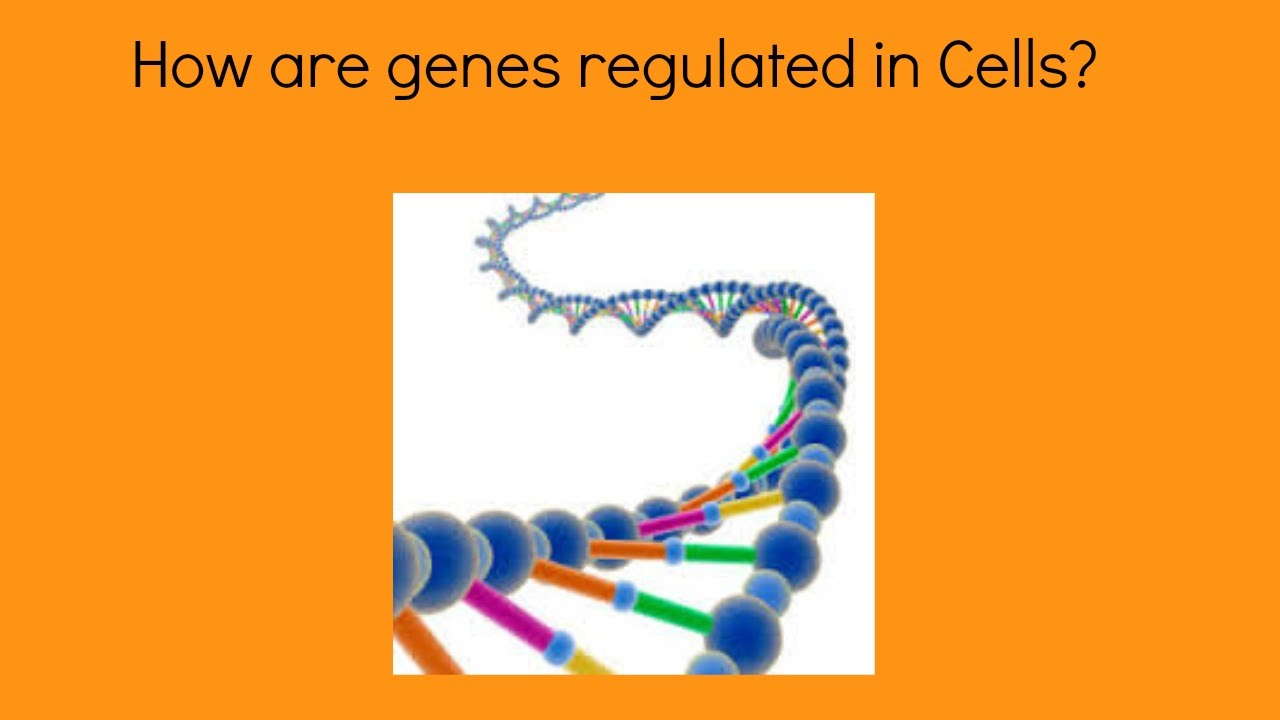how genes are control Flymove maternal control of segmentation zygotic control of segmentation homeotic genes control segment identification drosophila and human development are homologous processes. how genes are control Flymove maternal control of segmentation zygotic control of segmentation homeotic genes control segment identification drosophila and human development are homologous processes.
