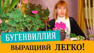 Бугенвиллия как выращивать, как размножать. Уход за бугенвиллией