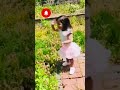 Cute Baby Dance On Jhoome Jo Pathan Viral Pathan Shorts Trending Youtubeshorts Short