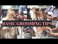 Dog Grooming for beginners (Tagalog) |  Bunny TV