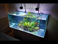 Почему не растут растения в аквариуме
