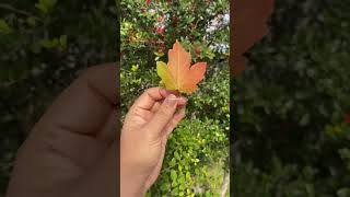 Draw a Maple leaf 🍁 #shorts #autumn