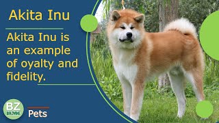 Akita Inu breed: Noble and Calm Dog, Distinguished by Loyalty and Dedication. by Birzwine 75 views 3 years ago 6 minutes, 36 seconds