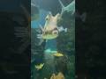 Saltwater Exhibit at Minnesota Zoo