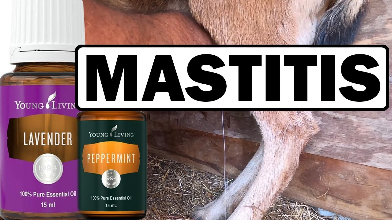 Heal Mastitis in Goats with Essential Oils YouTube