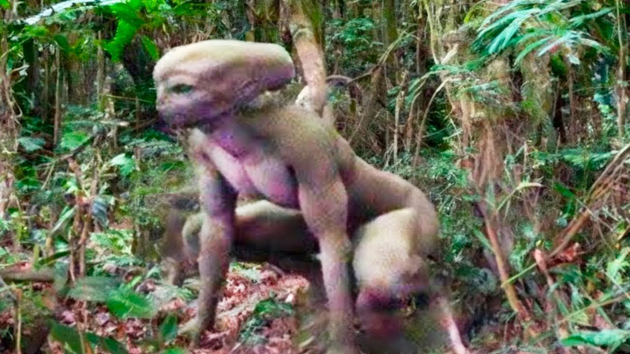 ESSA CRIATURA SE APRESENTOU NA SELVA E NINGUÉM PODE EVITAR O QUE ACONTECEU – GRANDE DESCUBERTA