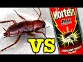 Giant Cockroach Vs Mortein Rapid Kill Bug Spray Does It Work
