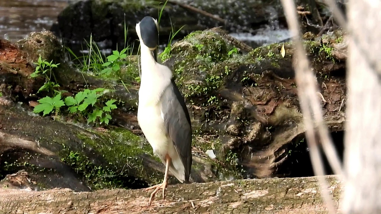 Bihoreau gris ou héron bihoreau! Black-crowned night-heron! 